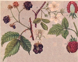 Jeżyna właściwa (Rubus fruticosus) i malina właściwa (R. idaeus)
